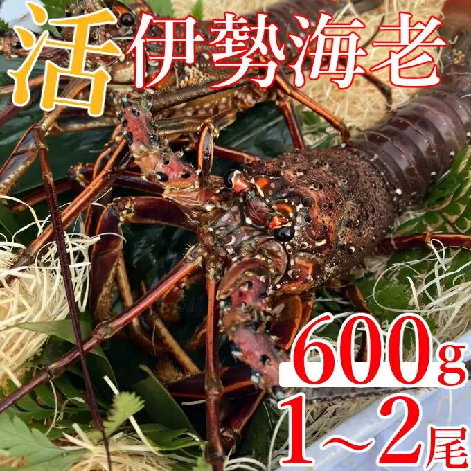 【 予約受付 令和8年9月16日以降発送 】活伊勢海老 (軍手付き) 1～2尾 約600g【イセエビ 伊勢海老】