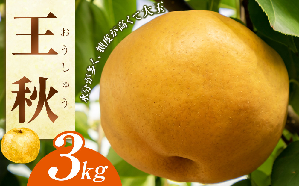 王秋　３ｋｇ（ＪＡ）　※2026年10月下旬～11月下旬頃に順次発送予定 313726_AT011