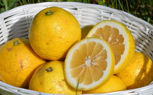 【ふるさと納税】 2026年4月以降お届け分 すくも小夏 5kg 家庭用 高知県産 柑橘 フルーツ 果物 みかん 小夏みかん 春 旬 季節限定 甘酸っぱい 爽やか 贈り物 ギフト おやつ デザート ビタミンC 健康 栄養 特産品 地域支援 宿毛市 高知県 10000円