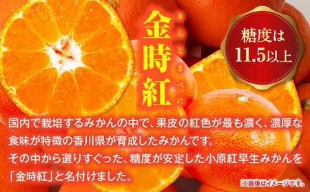 【先行受付】金時紅早生みかん約5kg【香川県共通返礼品】 | 金時紅 鮮やか 紅色 小原紅早生 糖度 甘い みかん ミカン 柑橘 柑橘系 果物 フルーツ 青果 デザート グルメ おすすめ 贈答 贈り物