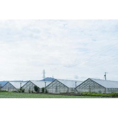 ふるさと納税 御代田町 【令和8年度先行受付】高糖度ミニパプリカ　約2kg |  | 01