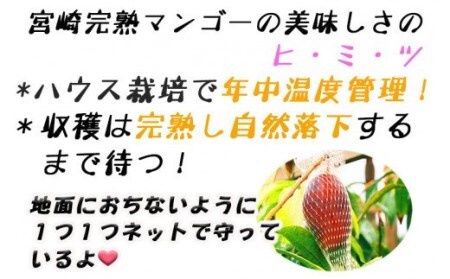 完熟!宮崎マンゴー(特秀 大玉4Lサイズ約600g 1玉)
