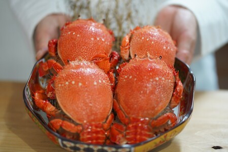 【3回 定期便 活冷凍 アサヒガニ 約１㎏ 】 アサヒガニ あさひがに 朝日蟹 蟹 かに カニ 活冷凍 活き 生 姿 冷凍 セット 詰め合わせ パスタ 味噌汁 焼ガニ 魚介類 海鮮 海の幸 産地直送 