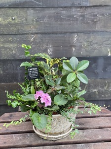 a27-010　セラミス アレンジメント 季節のグリーンの寄せ植え おまかせ