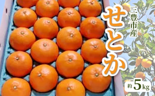 【ふるさと納税】【配送不可地域：北海道・沖縄県・離島】みかん せとか 約 5kg 15玉～28玉 三豊市産 とろける食感 ジューシー 甘い オレンジのような濃厚な味 手で簡単に皮がむける 中の薄皮も非常に薄い 柑橘 フルーツ 果物 2月上旬より順次発送 香川県 お取り寄せ