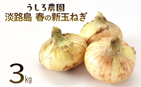 新玉ねぎ 淡路島産 3kg 早生 うしろ農園 新玉ねぎ