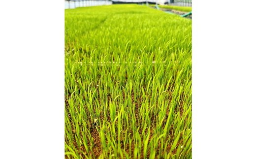 【令和7年度産 新米予約】 米 ひとめぼれ 5kg 白米 精米 ※2025年11月下旬頃より順次発送予定 ※沖縄・離島への配送不可