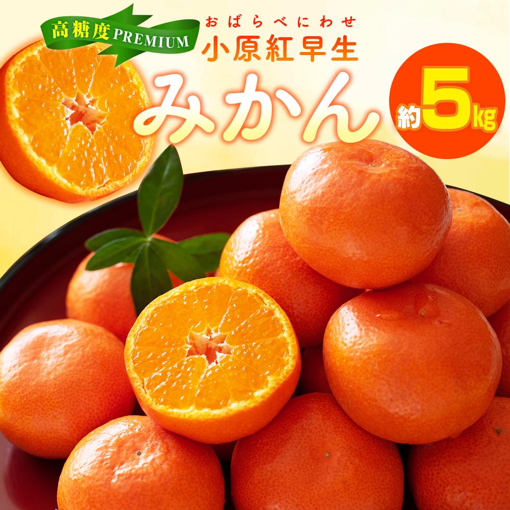 【ふるさと納税】高糖度　プレミアム小原紅早生みかん　約5kg【2026年11月中旬～2027年1月中旬配送】 | 中旬 みかん ミカン 果物 オリジナル品種 Lサイズ Sサイズ 混合 柑橘 フルーツ デザート スイーツ 産地直送