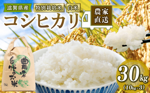特別栽培米 こしひかり 令和7年産 米 30kg 白米 コシヒカリ 2025年産 国産 農家直送 環境こだわり お試し用 小分け お米 こめ おこめ R7 先行予約 農家直送 産地直送 滋賀県 竜王町