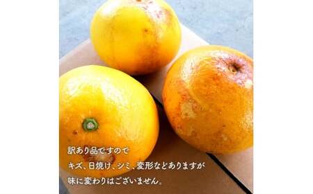 【先行予約】マルツジ果樹園の土佐文旦 訳あり品(小玉) 約5キロ 5kg M～Lサイズ 12～16個入り 〈2027年2月1日から3月31日頃発送〉ぶんたん ブンタン フルーツ 柑橘 みかん 果物 く