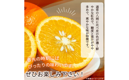 みかん 不知火 和歌山 フルーツ 有田 / 【先行予約】紀州有田産木成り完熟紅八朔８kg ※2025年2月下旬頃～2025年3月下旬頃に順次発送予定（お届け日指定不可）【uot795】
