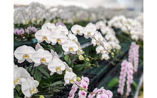 ハウス内より良い物を厳選し、新鮮な一級品のみをお届けします。