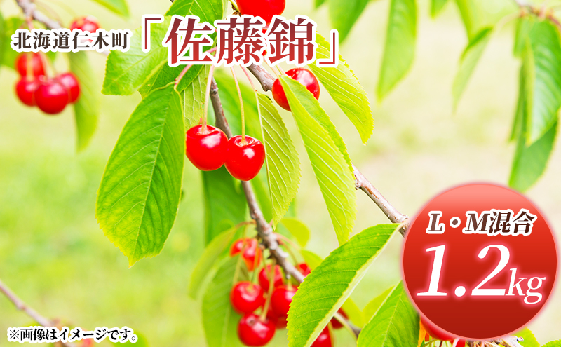 先行受付 北海道 仁木町産 さくらんぼ 佐藤錦 1.2kg (300g×4パック) L-Mサイズ 混合  旬 桜桃 産地直送 サクランボ チェリー フルーツ 果物 果物類 仁木町 仁木 [松山商店]