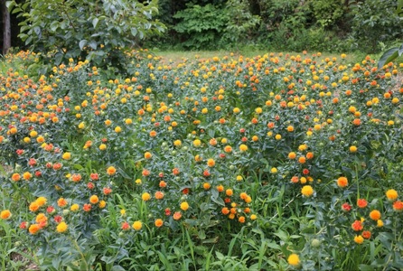 烏梅紅花染め体験 生地染めコース 70-003