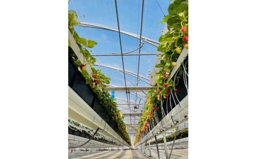 冷凍いちご 1.5kg 先行予約 へた除去済み 苺 いちご イチゴ ストロベリー 訳あり 訳有り 訳アリ 品種 おまかせ 大小 不揃い 果物 くだもの 冷凍 フルーツ 甘い デザート スムージー アレ