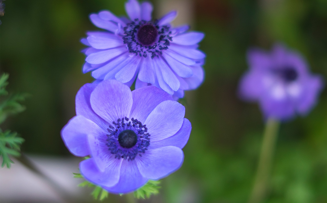 季節の花苗セット　アネモネ No.019