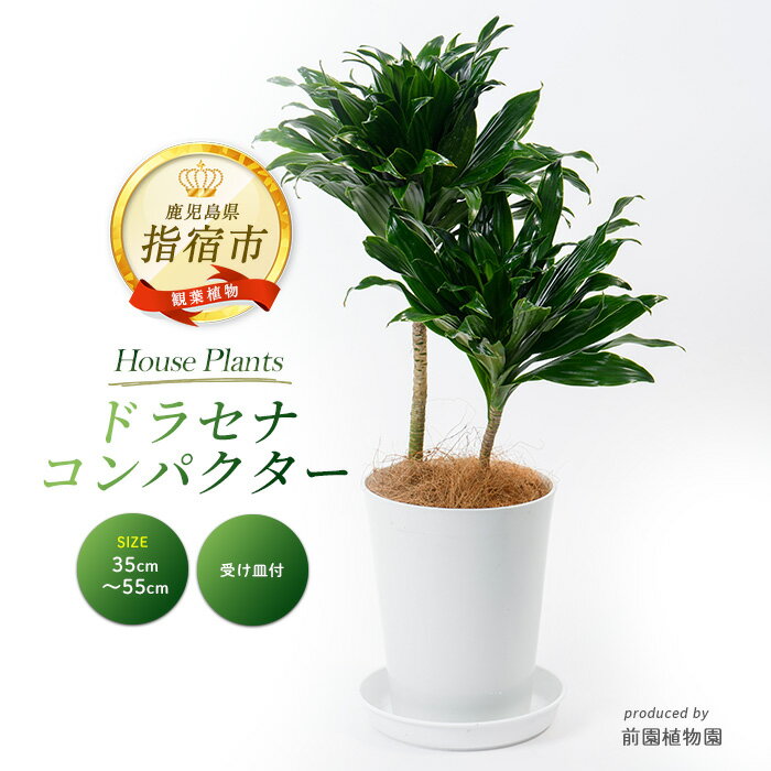 【ふるさと納税】ドラセナ コンパクター6号サイズ(背丈鉢底から約35cm〜55cm前後) ※北海道・沖縄・離島配送不可※ 観葉植物 6号 鉢 おしゃれ インテリア グリーン 【前園植物園】