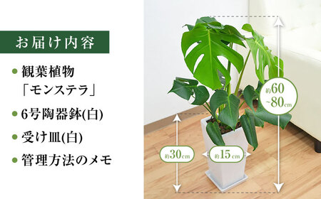 観葉植物モンステラ スクエア 6号 観葉植物 [ACYK001]