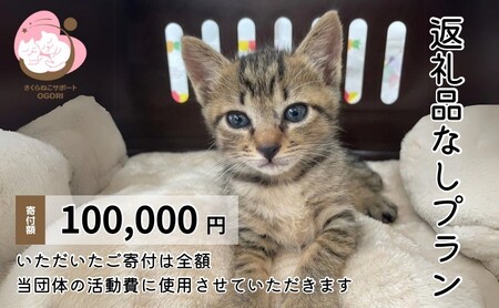保護猫支援 返礼品なし 寄附 お礼状送付 保護猫支援【100,000円】