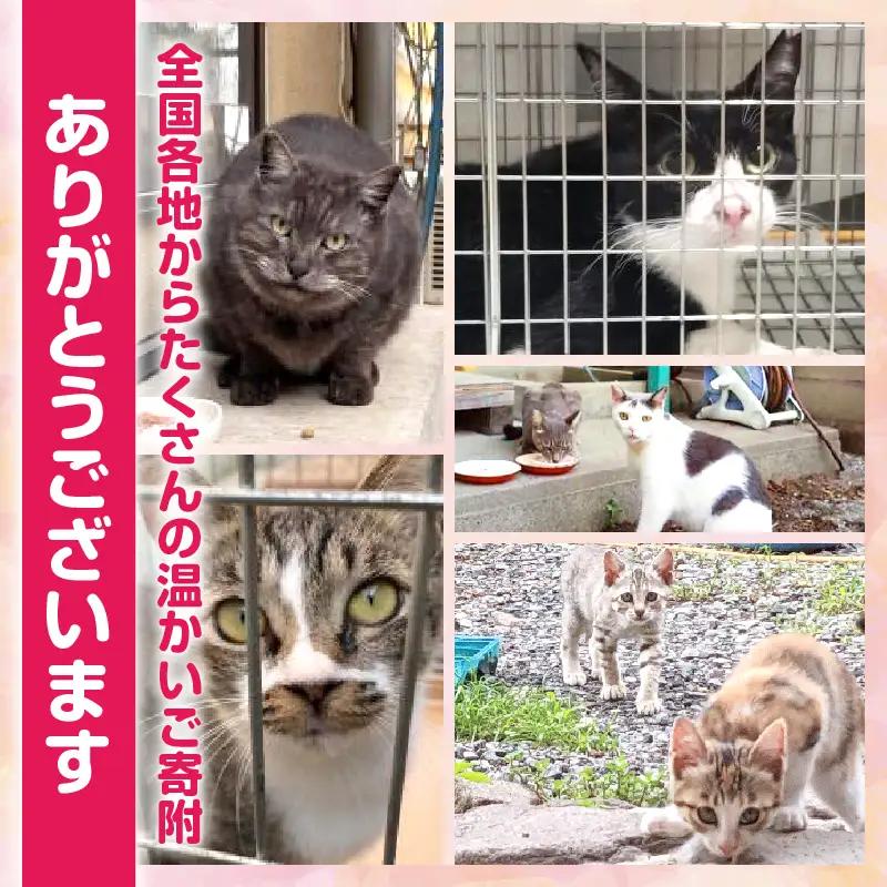【返礼品なし】動物愛護に関することへの応援寄附(5,000円)_B001-043