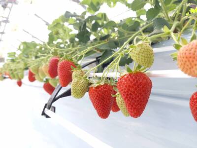 いちご 2パック 農園直送 ランダム 2品種 食べ比べ さちのか おいCベリー あまおとめ 紅い雫 かおり野 スターナイト みくのか 数量限定 愛媛 人気 伊予市 くぼなか農園｜B201