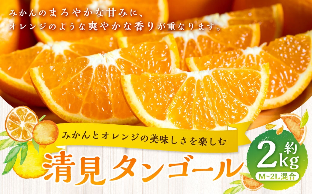 
                  【 みかんとオレンジの美味しさを楽しむ 】 清見タンゴール 約2kg みかん ミカン オレンジ 柑橘 柑橘類 柑橘系 くだもの 果物 フルーツ 果実 果汁 果肉 国産 愛媛県産 【 2027年2月下旬～5月上旬発送予定 】 ( 1062 )
                