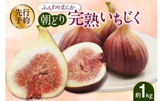 
                  【先行予約】＜2027年8月頃順次発送＞ふんわり柔らか朝どり完熟いちじく｜果物 産地直送
                