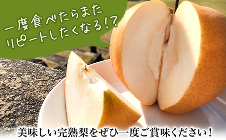 【先行予約】 産地直送 愛宕梨 約1.4kg(2玉前後) 水車の里フルーツトピア 期間限定 岡山県矢掛町産 なし 果物 スイーツ フルーツ デザート《12月上旬-2月上旬頃出荷》 梨