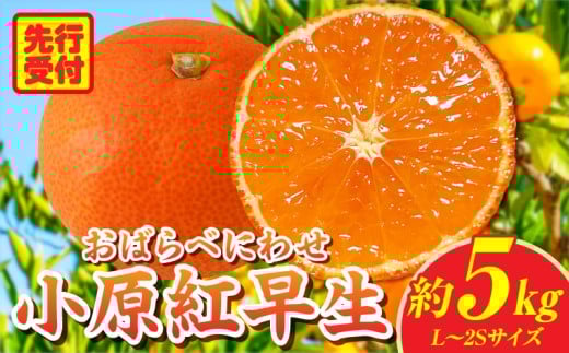 小原紅早生みかん約5.0kg【香川県共通返礼品】 | 小原紅早生 甘い みかん ミカン 柑橘 柑橘系 果物 フルーツ 青果 デザート グルメ おすすめ 贈答 贈り物 贈答用 ギフト プレゼント 特産品 特産 取り寄せ 香川県 三木町 |_mk006-025