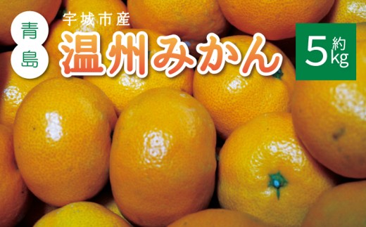 みかん 青島 温州みかん 約5kg (30玉前後) 【2026年12月上旬から12月下旬発送予定】 青島みかん 青島温州みかん みかん ミカン 蜜柑 フルーツ 果物 くだもの 熊本県産 九州産 国産 ひでみかん