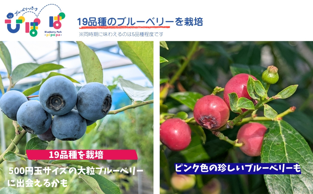 ブルーベリー狩り 食べ放題 時間無制限 大粒 ペアチケット 農薬不使用 19品種 夏季限定 ブルーベリーパークぴぽぱ