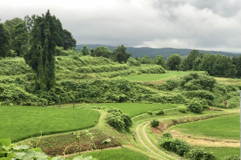 もち 新潟県上越産／棚田こがねもち100％使用 杵つき切り餅 5袋セット 餅 もち米 食品 お取り寄せ