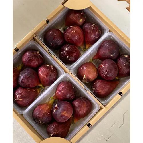 いちじく 朝採り 【2026年配送】　約2kg ／ 無花果 イチジク フルーツ くだもの 果物 果実 朝採れ 新鮮 農家直送 河南町産 大阪府 特産品 No.141