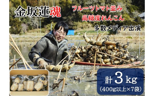 【10月上旬～順次発送】千葉県産 れんこん真空パック×７袋(計3kg)自然栽培【金坂蓮魂】  CNX004
