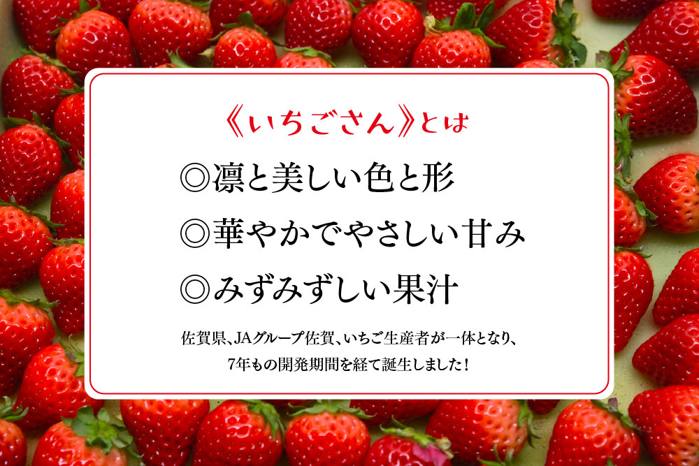 冷凍いちご 3kg（いちごさん)【佐賀県産 ブランド 冷凍いちご フレッシュ 冷凍フルーツ スムージー デザート お菓子作り シャーベット 甘い みずみずしい 無添加】(H126103)