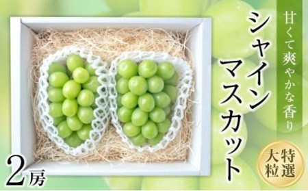 【2025収穫分先行予約】 シャインマスカット 2房 約 1.1kg ぶどう ぶどう ぶどう ぶどう ぶどう ぶどう ぶどう【GL002】