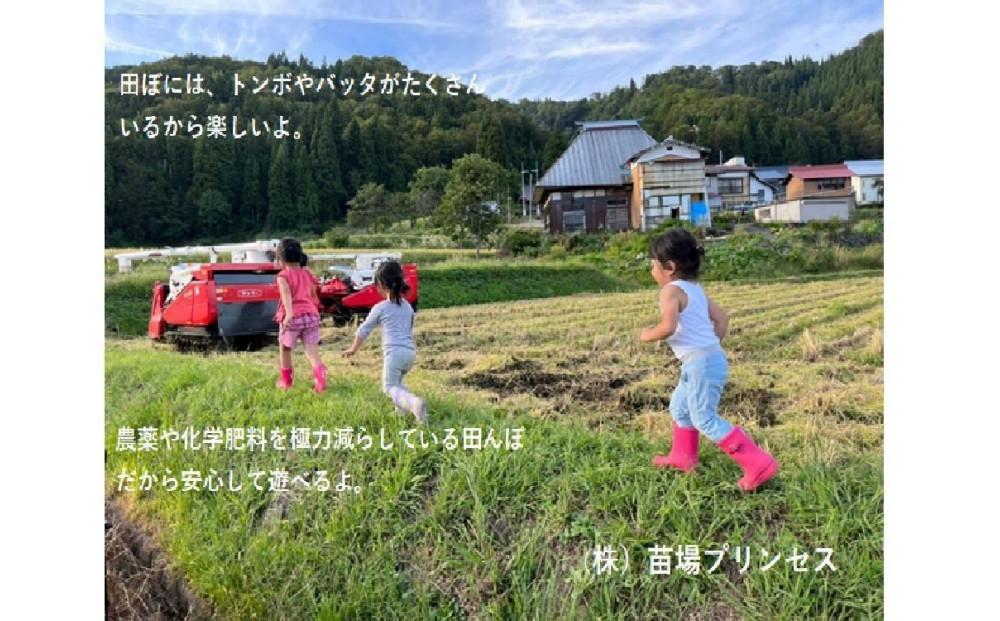 【令和8年産先行予約】【12ヶ月定期便】【農薬化学肥料5割減】魚沼コシヒカリ 苗場プリンセス 特別栽培米 精米 27kg(9kg×3袋)×12回 計324kg 127523-039