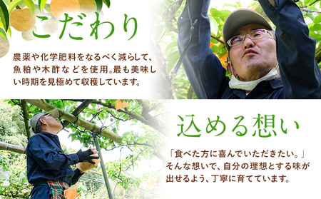 梨 旬の梨 約 2.8kg ～ 3kg 豊水 あきづき のいずれか 旬 中村果樹園 《8月下旬-9月中旬頃出荷》熊本県 荒尾市 なし フルーツ 果物 新鮮  美味しい梨 旬の梨 ジューシー梨 フルーツ