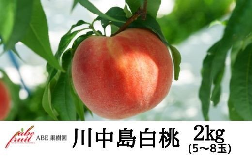 【ふるさと納税】No.2300もも　川中島白桃約2kg【2025年発送　先行予約】