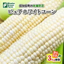 【ふるさと納税】北海道産 とうもろこし 有機 ピュアホワイトコーン 3kg L-LL オーガニック 旬 白い スイート コーン トウモロコシ お取り寄せ 産地直送 野菜 とうきび 送料無料 北海道 倶知安町　 野菜 　お届け：2024年8月20日～9月2日まで