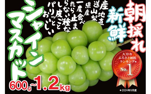 
                  【2026年収穫分先行予約】鮮度抜群！産地直送シャインマスカット房（約600g or 約1.2kg）
                