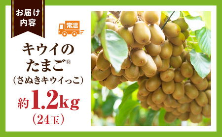 こつぶでちゅるん　キウイフルーツ【キウイのたまごR】(キウイっこ)　約1.2kg |果物 フルーツ さぬき キウイっこ キウイフルーツ グリーン キウイ 小さい 濃厚 フレッシュ ジューシー 香り 爽