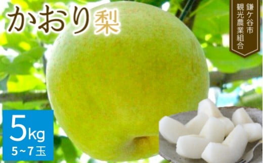 
                  【先行予約】 かおり 5kgかまがや育ちの完熟梨（観光組合）
                