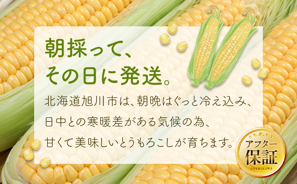 【26年先行予約】朝採り とうもろこし ゴールドラッシュ 約4kg (L～2Lサイズ×10本) (2026年8月中旬発送予定) 【 人気 北海道産 糖度 生 野菜 スイートコーン 産地直送 バーベキュ