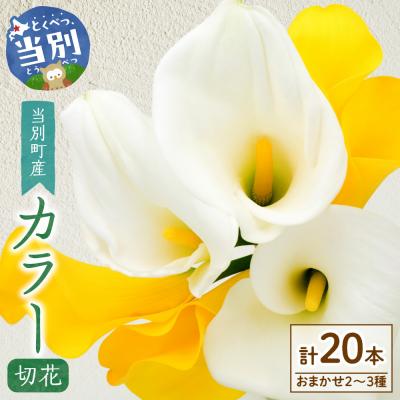 ふるさと納税 当別町 カラー切花20本入り(2〜3品種　計20本)_tb11-023