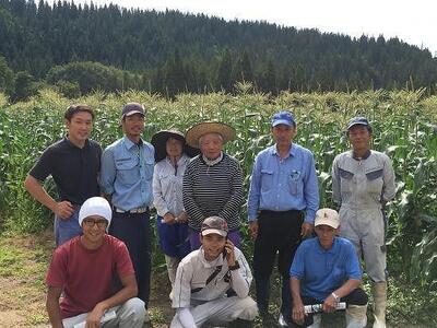【新潟県 津南町産】朝取りスイートコーン 2Lサイズ 5本（1本約400g）