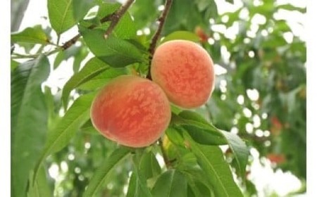 【先行予約】 《数量限定》 幸田町産「桃」3kg 化粧箱入り もも フルーツ 果物 ※2026年6月下旬～7月下旬頃に順次発送予定 ※着日指定不可 ※北海道・沖縄・離島への発送不可