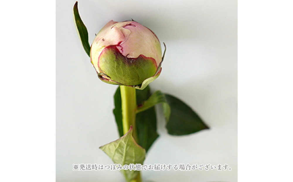 【母の日】ピンクシャンパーニュ＜お届け日：2026年5/4～5/10 当店おまかせ ＞母の日カード付き【 母の日 ギフト アレンジ 花 贈り物 大阪府 門真市 】