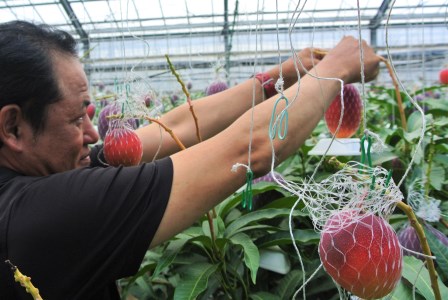 【2025年 発送】温泉完熟マンゴー約1kg2～3玉(トロピカルファームいぶすき/022-1765) マンゴー フルーツ 果物 旬 夏 指宿 いぶすき 鹿児島