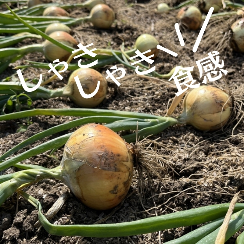 極早生玉ねぎ 約2kg